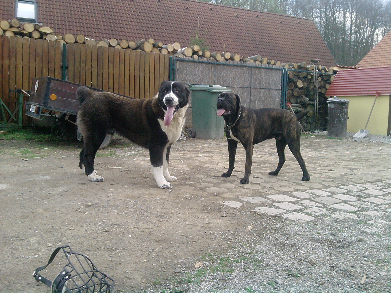 Fagir s kamarádem Arnym cane corso(Deron Dorican)